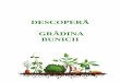 DESCOPERÃ GRÃDINA BUNICII - hateggeoparc.roƒ_Grădina... · Istoria cepei Ceapa este una dintre cele mai vechi plante cultivate de om. Nu se ştie exact când a început cultivarea