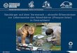 Neubürger auf dem Vormarsch – aktuelle Erkenntnisse zur ... · Projekt Waschbär (2006-2011) Erhebung umfassender Daten zur Populationsbiologie des Waschbären grundlegende ökologische