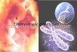 Embryologie génétique - lafed-um1.frlafed-um1.fr/statique/archives/2010-2011/UE1-SPR2010/embryo.pdf · Conseils divers •Toujours assister au cours avec le précédent bien relu