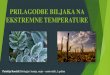 PRILAGODBE BILJAKA NA EKTREMNE TEMPERATURE · disanje biljaka Min temp. pri kojoj biljke mogu disati je -10°C. Aklimatizacija Proces koji povećava otpornost biljke Nagomilavanje