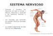 SISTEMA NERVIOSO - atlapa.net · glándulas y músculo liso Neuronas motoras ... Porción periférica (nervios, raíces, troncos, ramos, ganglios, plexos nerviosos, terminaciones)