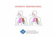 APARATO RESPIRATORIO - uom.uib.cat · Papel del aparato respiratorio en la homeostasis ácido-base El pH sanguíneo está muy regulado para mantenerse entre 7,38 y 7,42 y así conserva