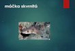máčka skvrnitá - zs-habrmanova.czryby.pdf · 6. losos obecný- až 1,5 m tažný - tře se v řekách (2 –3 roky) - dospívá v moři (Atlantik) lososovité