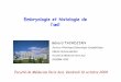 Embryologie et histologie de l’œillouis.dewey.free.fr/Cours/D1/Embryo/1er semestre/Embryologie_Oeil_G... · 1)couche épendymaire au contact de l'épithélium pigmenté--> cônes