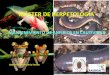 MANTENIMIENTO DE ANFIBIOS EN CAUTIVIDAD - ucm.es 1.pdf · MANTENIMIENTO DE ANFIBIOS Generalidades -Clase Amphibia (más de 4.000 especies) -Amphi (ambas), bios (vida): etapa acuática