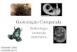 Gastrulação Comparada - embriomol.files.wordpress.com fileGastrulação Comparada Embriologia molecular 01/03/2016 Nathalie Cella ncella@usp.br. Ectoderma (ecto=externa) Mesoderma