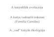 A kutya vadonélő rokonaietologia.elte.hu/file/statikus/01_PPkutyaevol-wild canids...Evolúciós eredet •Az első méhlepényes emlősök 70-80 millió éve, a Krétában bukkantak