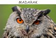 MADARAK · 2017-10-17 · A madarak táplálkozási szervrendszere is módosult. Szájnyílásukat csőr határolja. A csőr anyaga könnyű szaru, alakja a táplálkozás módjának