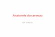 Anatomie du cerveau - الموقع الأول للدراسة في الجزائرuniv.ency-education.com/uploads/1/3/1/0/13102001/anato2...Anatomie du cerveau Dr TAIBI.A suite •Qu’il