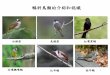 鵯科鳥類的介紹和認識 - ewang4488.org.t · 在台灣五種鵯科鳥類中，烏頭翁與白頭翁是一般人最熟悉的。 這兩種鳥類的分佈都十分狹隘，前者為只存在於台灣的特有