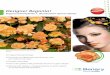 Designer Begonia! VERBETERD ... Designer Begonia! Begonia tuberhybrida F 1 Illuminationآ® Apricot Shades