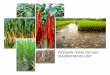 PEDOMAN TEKNIS TERTIARY DEMONSTRATION UNITfmsrbpsp.com/download/file/TDU_bu_Suyitno.pdf · padi dan ikan (mina padi), dan tanaman bernilai ekonomi tinggi baik palawija maupun hortikultura