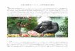 日本の飼育チンパンジーの平均寿命を算出 · 日本の飼育チンパンジーの平均寿命を算出 概要 京都大学野生動物研究センター クリスティン＝ハーバーキャンプ（Kristin