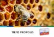 Prezentacja programu PowerPointPROPOLISZINC and its influence on human body • Propolis je zes rastli v vých živíc zozbieraných včela ui z púčikov určitých rastlí a stromov,