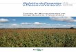 Toxidez de Micronutrientes em Sorgo-Sacarino: Fotossínteseainfo.cnptia.embrapa.br/digital/bitstream/item/152197/1/BP752016.pdf · ISSN 1679-0456 Outubro, 2016 75 Oscar Fontão de