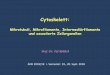 Cytoskelett: Mikrotubuli, Mikrofilamente ...semmelweis.hu/anatomia/files/2018/09/2018-aok-német-rohlich_Cytoskelett.pdf1. Mikrotubuli (25 nm Ø) 2. Mikrofilamente (6-8 nm Ø) Intrazelluläres