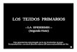 LOS TEJIDOS PRIMARIOS - Botánica en Líneabotanicarum.weebly.com/uploads/5/4/7/6/54762723/... · yemas, órganos florales, raíces y tallos herbáceos (no leñosos). Particularmente