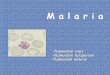 M a l a r i apatologiaclinicamexicana.org.mx/pdfs/memo/Malaria-Toluca-2015.pdf · Plasmodium vivax 2. Fiebre Cuartana - Plasmodium malariae 3. Fiebre Terciana Maligna ... Morfología