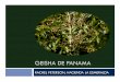 Home - RAMACAFE 2011 - GEISHA DE PANAMA IX - Reporte...Geisha de Panamá – Variedad Porte alto – baja densidad de cultivo – baja producción Altura minima de sembrado 1,400 m