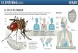 EL CICLO DEL DENGUEEL CICLO DEL DENGUE Se transmite mediante la picadura del mosquito hembra Aedes aegypti o transfusión de sangre infectada. Es una especie diurna, con mayor actividad