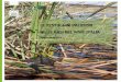 LE TESTUGGINI PALUSTRI NELLE OASI DEL WWF ITALIA · 2015-06-11 · 3 Le due testuggini di acqua dolce autoctone presenti in Italia, Emys orbi- cularis ed Emys trinacris (Corti et