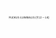 PLEXUS LUMBALIS (T12PLEXUS LUMBALIS Rr. musculares N. iliohypogastricus N. ilioinguinalis N. genitofemoralis N. cutaneus femoris lateralis N. femoralis N. obturatorius