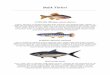 Balık Türleri - Ussakussak.eu/deniz/balik/btr.pdf · 2010-10-31 · biridir. Boyu ortalama 60-100 santimetre olur. Yemlendiği balık sürülerini önüne katarak Karadeniz'e çıkar