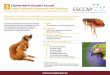 Kutyák és Macskák Ektoparazitái elleni Védekezés · Vektor-Közvetített Betegségei elleni Védekezés. B Fotó “Dermatology Department, Medisch Centrum Voor Dieren” Amszterdam,