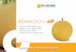 RONALDO F1...RONALDO F1 + Örtü altı yetiştiriciliğine uygun+ Mükemmel çıtır yapısına sahip albenisi yüksek meyve + Lezzet ve aroması yüksek meyveÇok Erkenci ve Tatlı