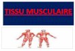 Tissu Musculaire · b. Appareil contractile :Il est le même que celui de la fibre musculaire striée. Cependant, les myofilaments ne sont pas agencés en myofibrilles. Ils occupent