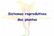 Sistemas reprodutivos das plantas · -> Enxertia (citrus, uva, maça, seringueira, pera) => união de partes de plantas diferentes-> Cultura de tecidos. Sistemas Reprodutivos estolões