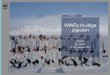 WWFs frivillige oljevern...• Første kurs avholdt i 2005 • 17 kurs avholdt langs kysten fra Kristiansand til Svalbard • Database med frivillige pr oktober 2012 - 495 • Fram