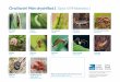 Chwiliwch! Mân drychfilod 1 Spot it! Minibeasts 1...Chwiliwch! Mân drychfilod 1 Spot it!Minibeasts 1 Cantroed Centipede Richard Revels (rspb-images.com) Miltroed Millipede John Eveson