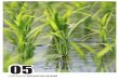 COMPROMISO CON NUESTRO ENTORNO - Ebro Foods · 2. Herba Ricemills, después de varios años de investigación, ha mejorado su proceso de vaporización del arroz en su planta de Sevilla,