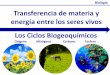Transferencia de materia y energía entre los seres vivosLos Ciclos Biogeoquímicos Oxigeno Nitrógeno Carbono Fosforo Biología Transferencia de materia y energía entre los seres