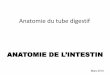 Anatomie du tube digestif - Freestef.lopresti.free.fr/2eme Sequence/Diaporama des cours/Digestif/anatomie grele, colon...•Deuxième et troisième segments de l’intestin grêle