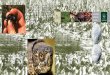 Lietuviškos kolekcinės monetos · 2017-01-03 · plėšrūs žvėrys (ypač lapės ir man - gutai) sunaikina daug vėžlių dėčių. Neganomose ir nešienaujamose pa šlaitėse