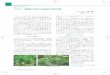 スギナ:植物の話と伝統的な使用例 - AromaFrance6 Medical Herb, Vol.27, 2014 Featuring Article アロマ・フランス 代表 前原 ドミニック スギナ:植物の話と伝統的な使用例