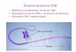 Stvarna struktura DNKvniketic/pnk/15_nukkis.pdf · 2011-12-13 · H-DNK: treći niz gradi vodonične veze Hoogsteenovog tipa sa purinima iz B-heliksa. Javlja se kod dugih polipurinskih