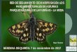 RED DE SEGUIMIENTO DE MARIPOSAS EN LOS PARQUES …naturalezadeasturias.es/upload/Red_de_Seguimiento_de_Mariposas_Parques_Naturales...Las mariposas experimentan una metamorfosis compleja