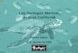 Las Tortugas Marinas de Baja California...Las Tortugas Marinas de Baja California Debra Valov ISSI, agosto de 2015 Buenos días. Este es el tercer discurso en la serie sobre la educación