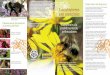 A nivel mundial, existen alrededor de 250 especies Los ... · Actualmente, el abejorro oriental común (Bombus impatiens) es la única especie que se cría comercialmente para los