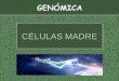 CÉLULAS MADRE - jcyl.esiespoetaclaudio.centros.educa.jcyl.es/sitio/upload/... · Declaración Universal sobre el Genoma Humano y los Derechos Humanos. El genoma humano es Patrimonio