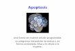 Apoptosis · 2019-10-23 · deben establecerse conexiones integrina-componentes de la matriz extracelular específicos en cada tejido. Si esas conexiones se pierden se produce ANOIKIS: