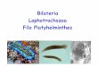 Bilateria Lophotrochozoa Filo Platyhelminthes...Filo Platyhelminthes • 20 mil espécies • Maioria aquáticos, pequenos, de corpo mole que não se enterram • 1mm a vários metros