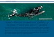 Foto: Mariano Sironi, Instituto de Conservación de ...argentinambiental.com/wp-content/uploads/pdf/AA52...les va peor que a los “delfines”. Diez de 36 especies de focas y lobos,