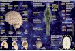 EL CEREBRO HUMANO 80% · 2013-04-06 · EL CEREBRO HUMANO La evolución del tamaño en los homínidos El centro de todos nuestros movimientos 150.000 km de nevios Máximo voltaje