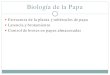 Biología de la Papa - 1,4GROUP · 2012-04-20 · Latencia y cremiento de brotes Madurez, papas sanas son cosechadas en la etapa de dormancia Ojos en dormancia no brotaran aún cuando