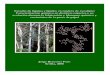Estudio de lignina y lípidos en madera de eucalipto: … theses/2008... · 2016-01-26 · Estudio de lignina y lípidos en madera de eucalipto: Caracterización química en distintas