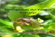 Coleópteros del Parque Katalapi - Cerambycidaecerambycidae.cl/bibliografia/Coleopteros del Parque Katalapi 2013.pdf · La larva es bastante robusta, de coloración blanco cremosa